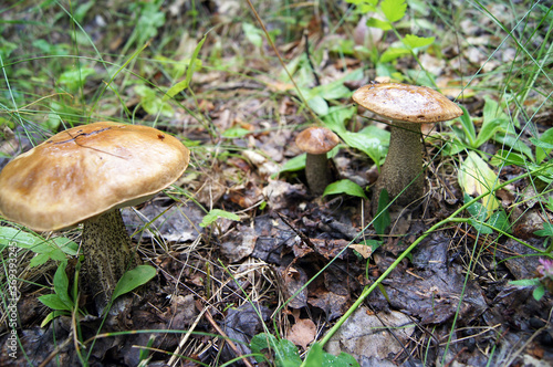 mushrooms in the forest