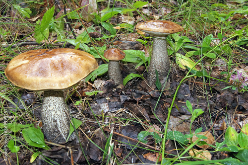 mushrooms in the forest