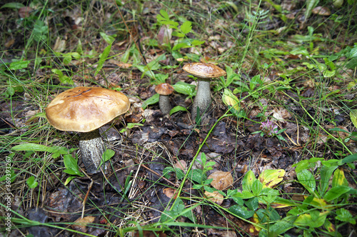 mushrooms in the forest