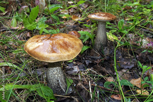 mushrooms in the forest