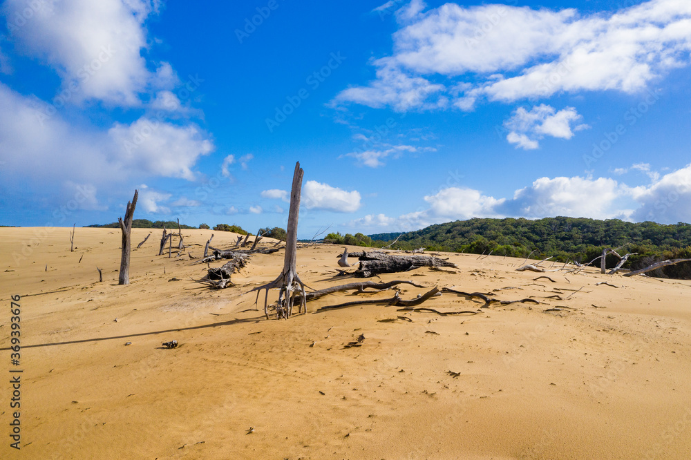 Dead trees on sand dunes on Fraser Island