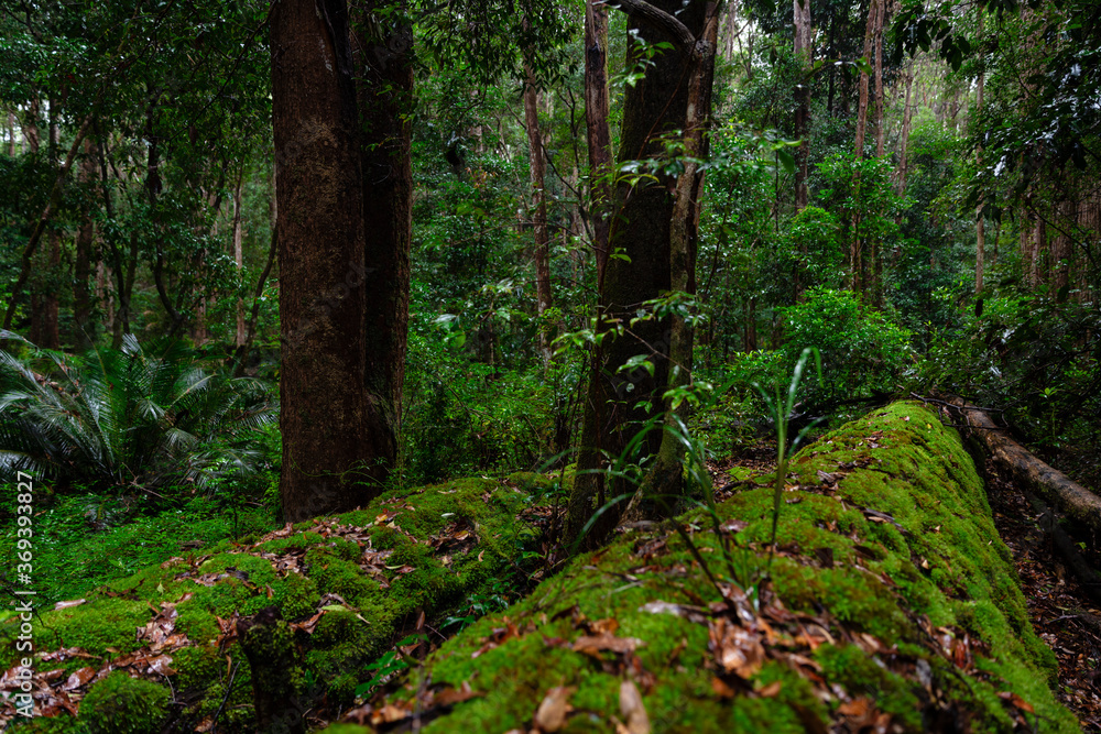 Obraz premium Amazing lush rainforest on Fraser Island