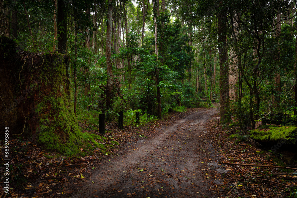 Amazing lush rainforest on Fraser Island