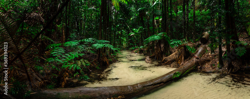 Amazing white sand creek and lush rainforest photo