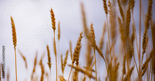  Wheat spikelets against the sky. Defocused image. Bread. Homeland.