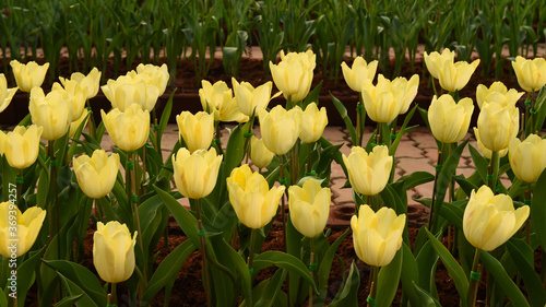 close up of yellow tulips flower bloom in the garden