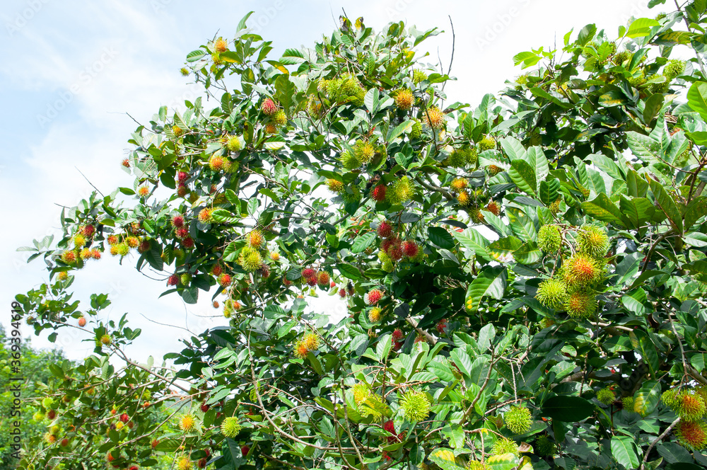Rambutan fruit tree in the garden with blue sky background. Fresh ripe and raw Rambutan fruit on tree with green leaves Rambutan fruit tree in the garden with blue sky background. Fresh ripe and raw Rambutan fruit on tree with green leaves