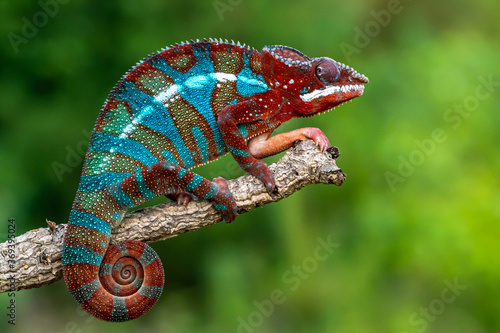 Canvas Print Adult male Ambilobe Panther Chameleon (Furcifer pardalis)