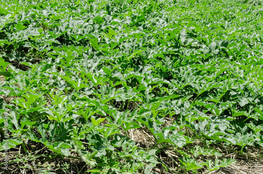 Crop Of Watermelon Planted In Grass Covered Soil