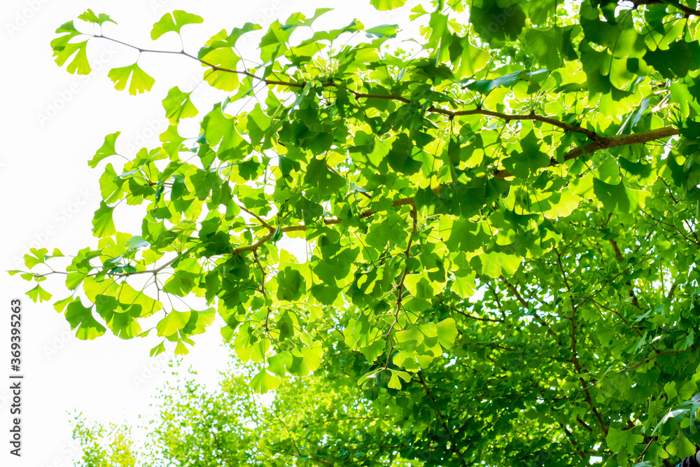 Obraz premium 初夏のイチョウの葉は濃い緑で生き生きとしています