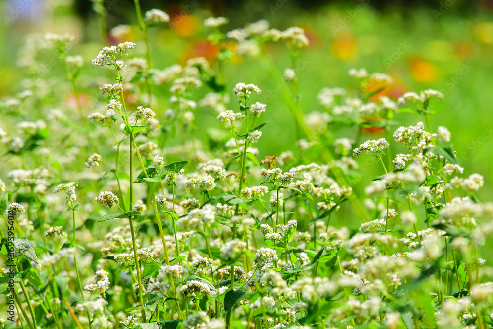 初夏の風に身を任せてゆらゆ～ら揺れているソバの花