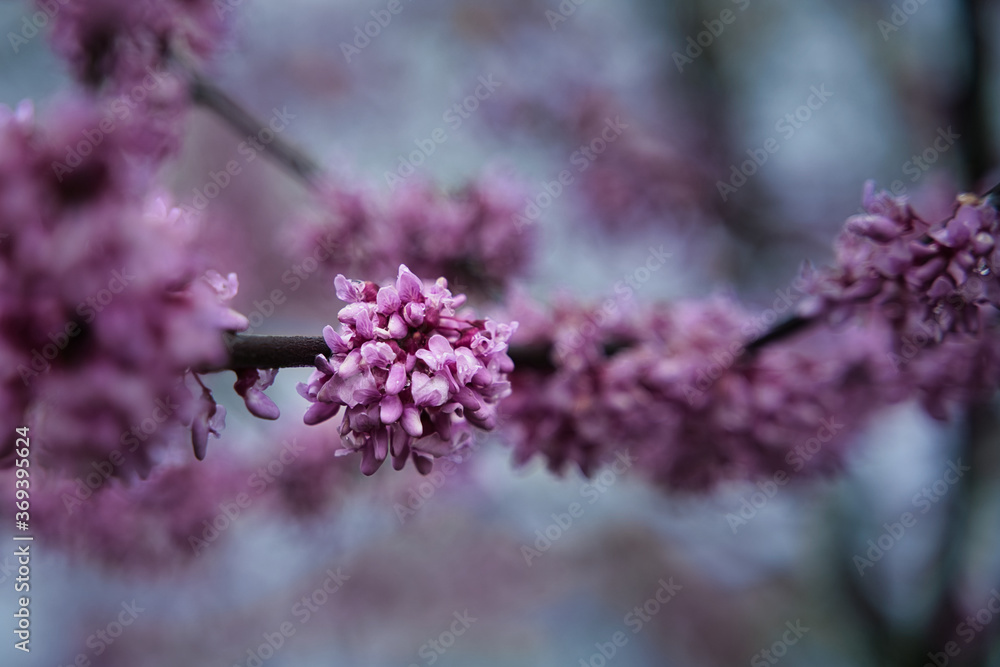 Redbud Tree Blossom on Cold Morning with shallow depth of field. Red budding flowers on tree branch with dew gathering on petals Redbud Tree Blossom on Cold Morning with shallow depth of field. Red budding flowers on tree branch with dew gathering on petals