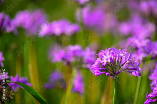 ツルバキア・ビオラセアはニラに良く似た大き目の瑠璃色の可憐な花を咲かせます