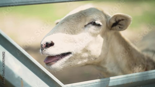 Mother Sheep Bleating near Gate