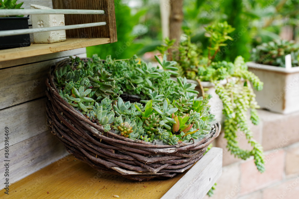おしゃれな多肉植物の寄植え おしゃれな多肉植物の寄植え
