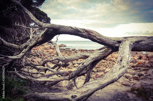 tree branches on the beach western australia