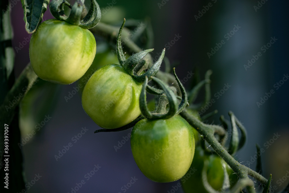 green tomatoes on a vine, nacka, stockholm,sweden green tomatoes on a vine, nacka, stockholm,sweden