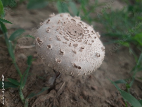 mushroom in the forest