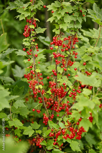 a branch with ripe red currants on a bush