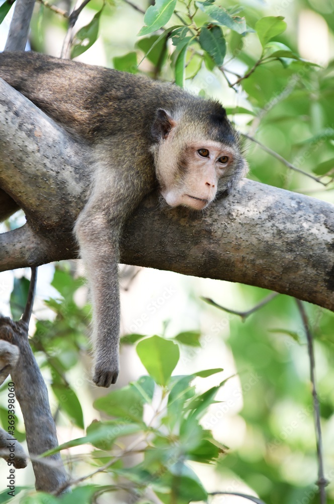 The wild monkey in a cute posture in the forest The wild monkey in a cute posture in the forest