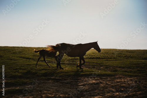 horses in the field © Алексей Мурашов