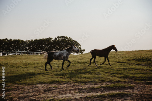horses in the field © Алексей Мурашов