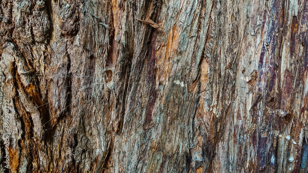Tree bark texture. The background is a rough surface of the trunk, different shades of brown. On the left, the spider's mink and radial spider webs are visible.
Tree bark texture. The background is a rough surface of the trunk, different shades of brown. On the left, the spider's mink and radial spider webs are visible.