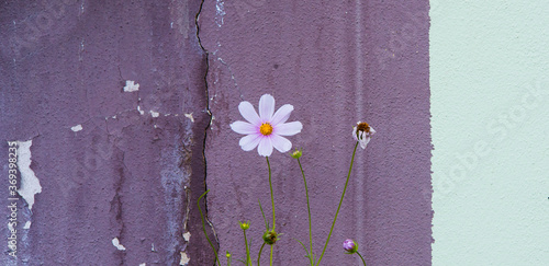 creative wall with flowers