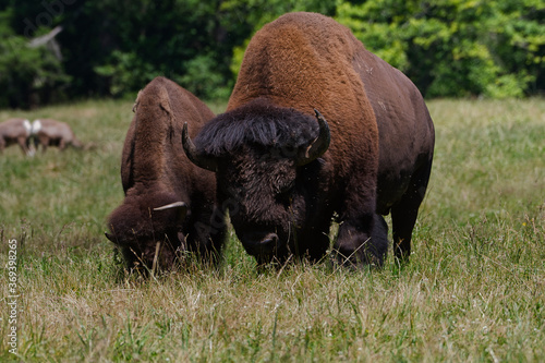 2020-08-04 A FULL GROWN BULL BISON WITH A YOUNG MALE BISON GRAZING IN A MEADOW IN THE PACIFIC NORTHWEST