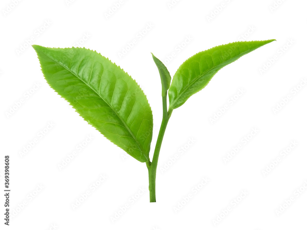 Green tea leaf isolated on white background Green tea leaf isolated on white background