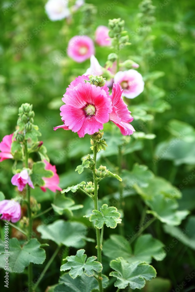 Fototapeta premium Colorful flowers and morning sunshine 