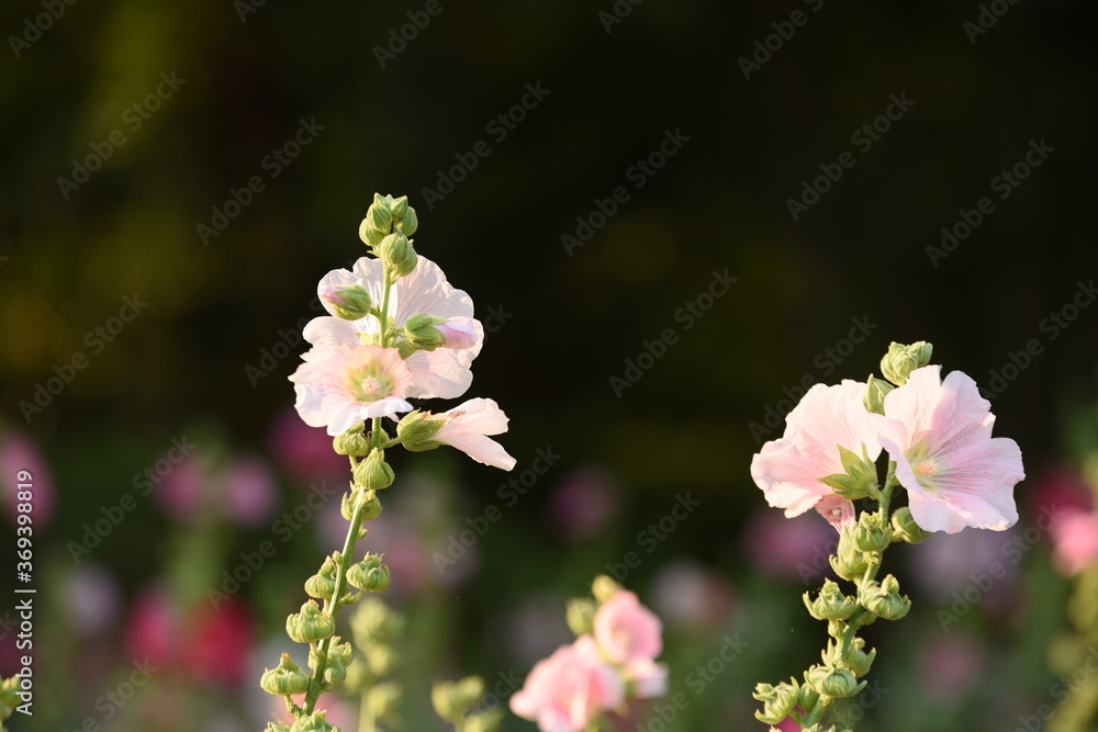 Fototapeta premium Colorful flowers and morning sunshine 