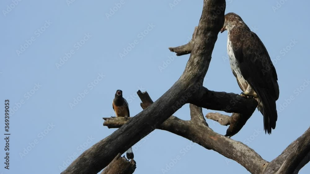 Eagle waiting for pray UHD Mp4 4k . Eagle waiting for pray UHD Mp4 4k .