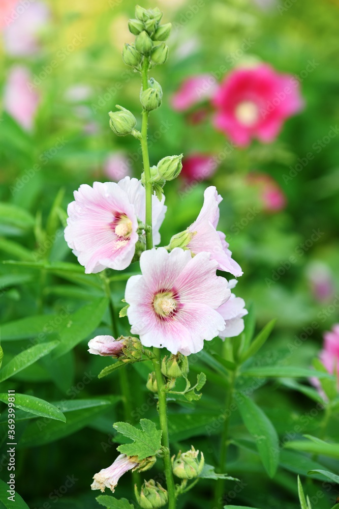 Closeup picture of beautiful pink flowers with green leaves Pink bougainvillea flower Closeup picture of beautiful pink flowers with green leaves Pink bougainvillea flower