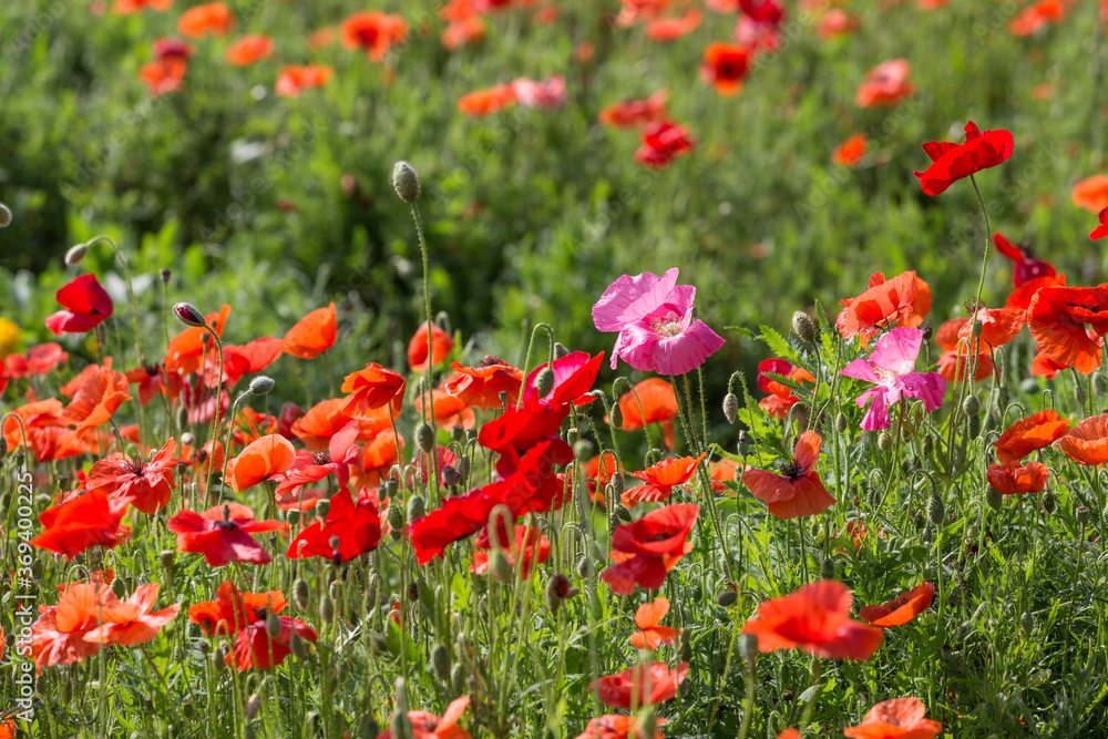 The poppies grown in the park