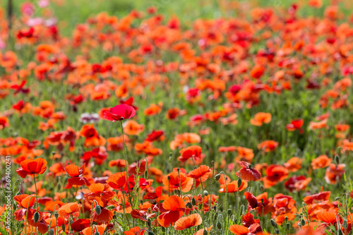 The poppies grown in the park