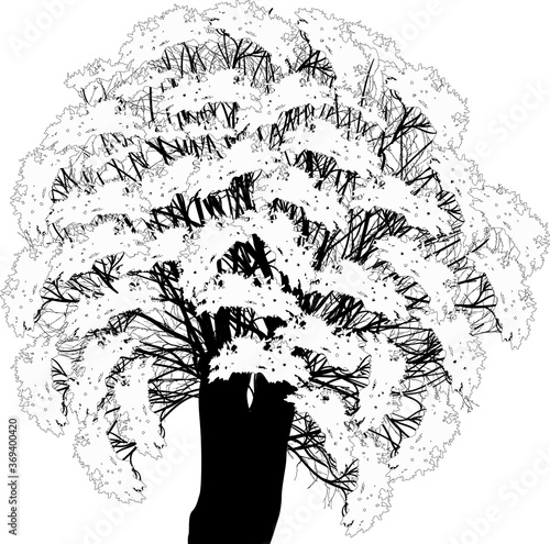 isolated black lush old tree outline on white