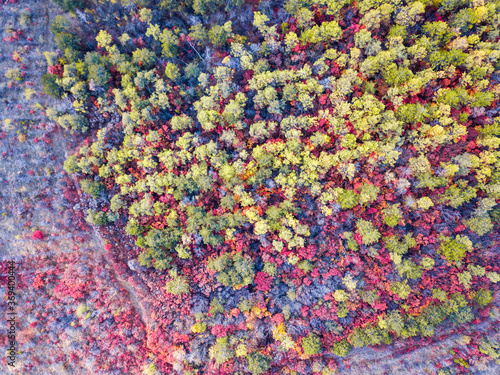 Beautiful bird`s eye view drone landscape image during Autumn Fall of vibrant forest woodland. Autumn forest at sunrise, view from above