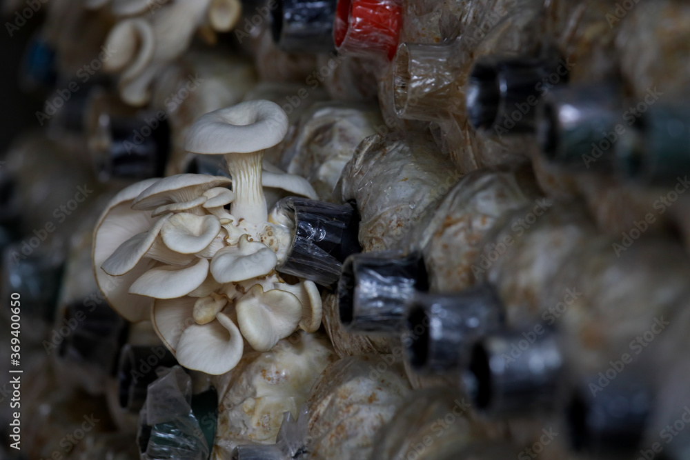 Closeup fresh Phoenix mushroom in a mushroom cube at mushroom farm. Closeup fresh Phoenix mushroom in a mushroom cube at mushroom farm.