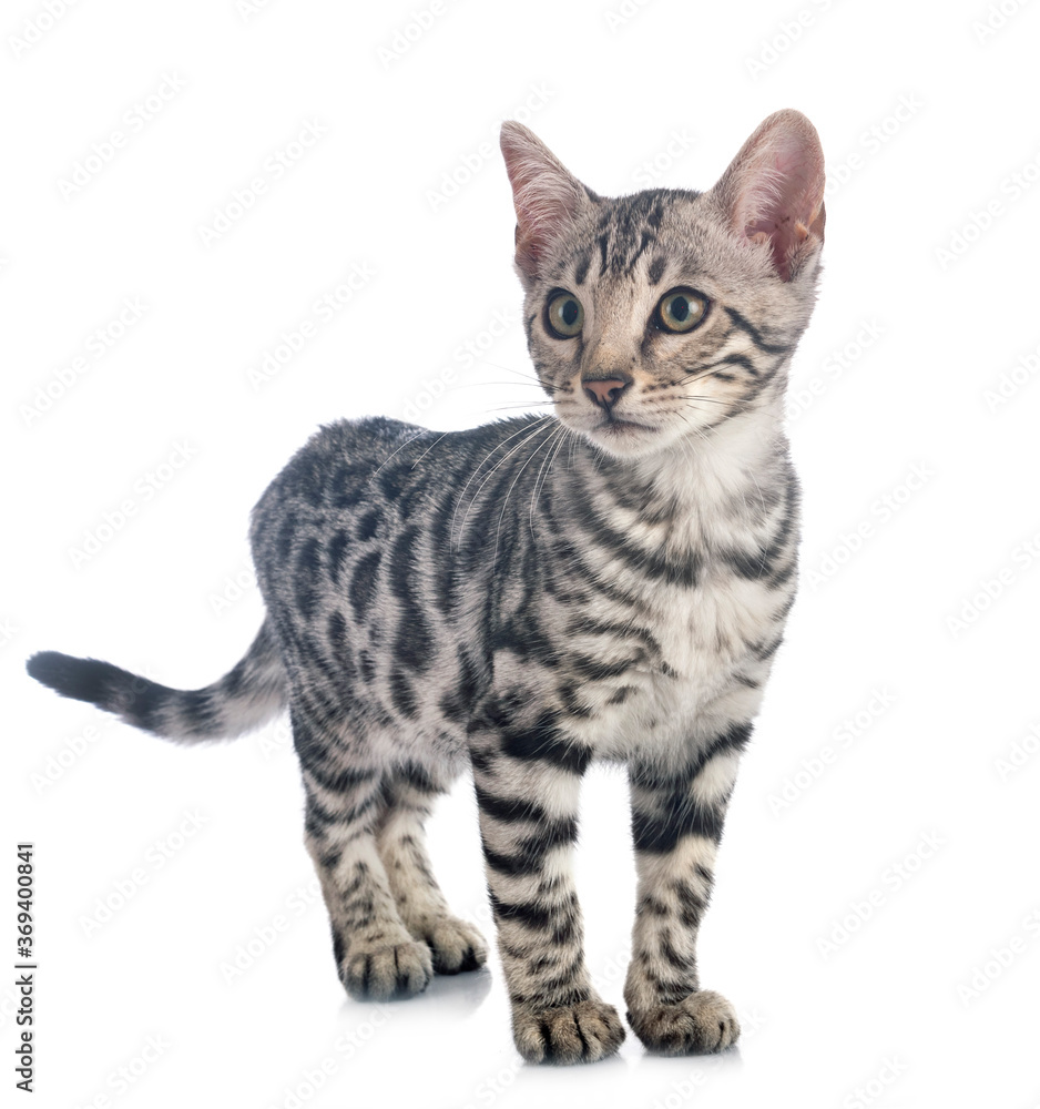 bengal kitten in studio