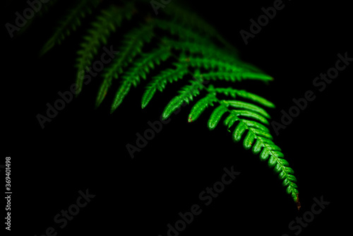 Green in the Dark