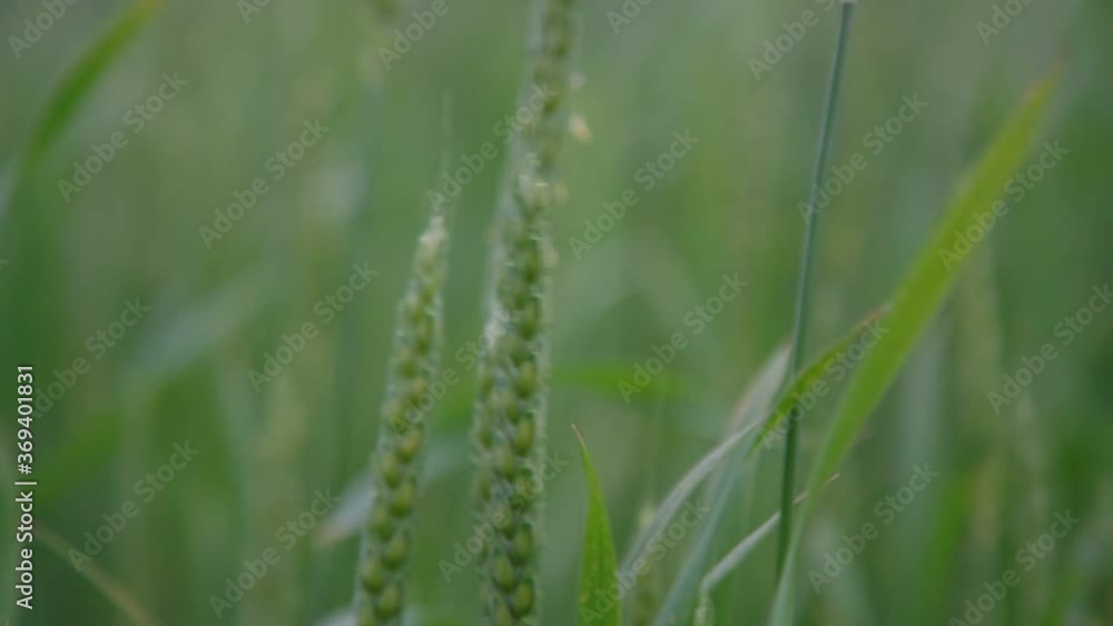 small green wheat spikes and leaves sway in light wind against blurry field on nasty summer day slow motion close view small green wheat spikes and leaves sway in light wind against blurry field on nasty summer day slow motion close view
