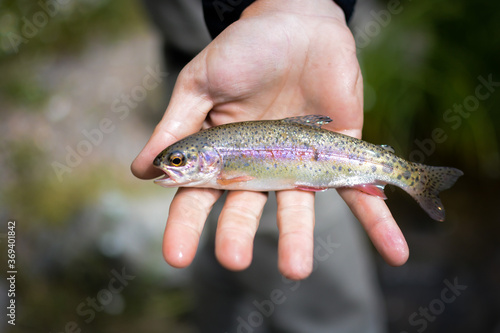Fototapeta Naklejka Na Ścianę i Meble -  fish in hand