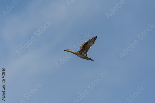 Female Northern Pintail  Anas acuta  in flight.  The adult female is mainly scalloped and mottled in light brown with a more uniformly grey-brown head  and its pointed tail is shorter than the male s.