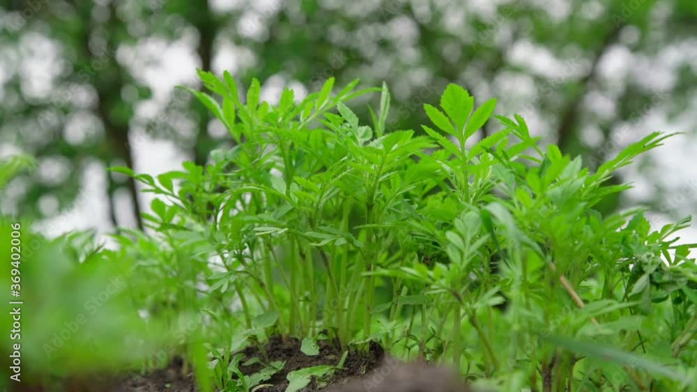 green carrot leaves on vegetable garden against blurry local village trees on summer day slow motion close view green carrot leaves on vegetable garden against blurry local village trees on summer day slow motion close view