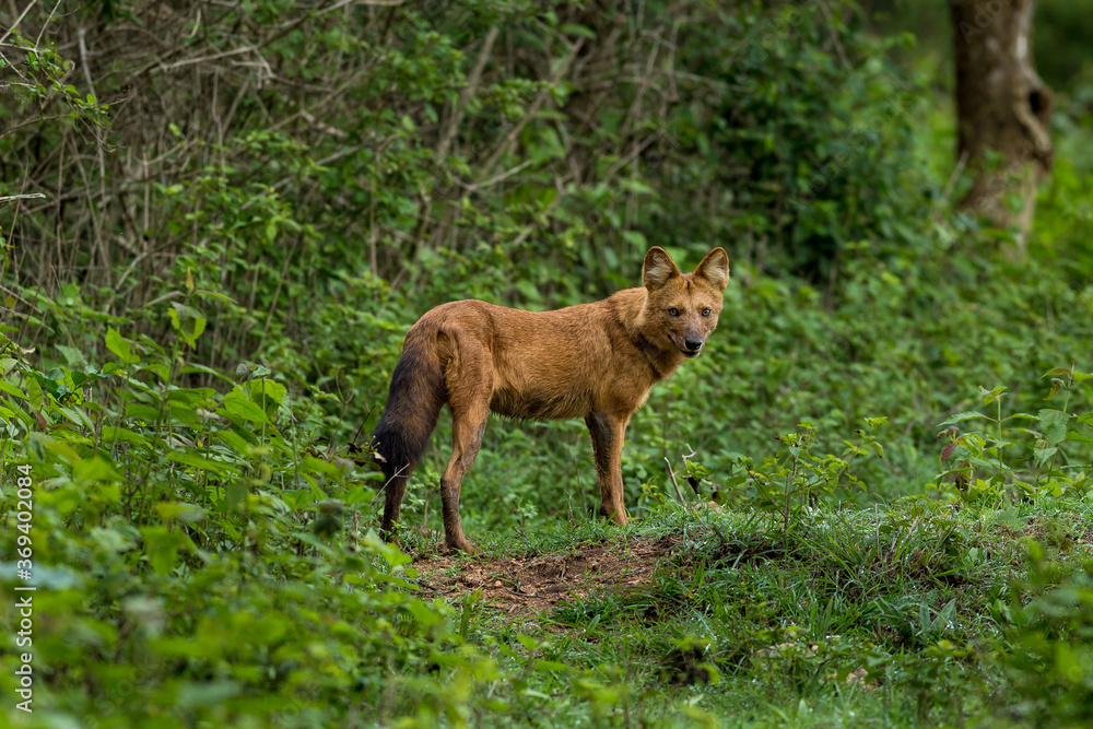 Portrait of a wild dog in the lush green tropical forest with greenery . Portrait of a wild dog in the lush green tropical forest with greenery .