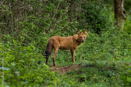 Canvas Print Portrait of a wild dog in the lush green tropical forest with greenery
