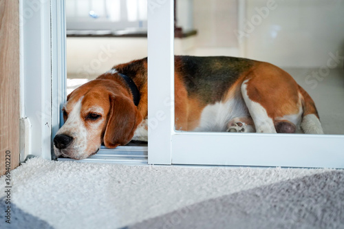Εκτύπωση καμβά A beagle dog laying down near a mat in front of slide door with a sad expression waiting for his owner to come back home