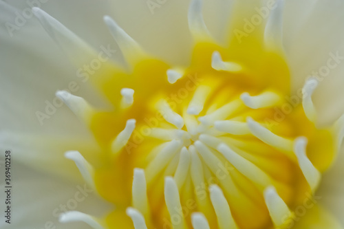 close up of yellow lotus flower