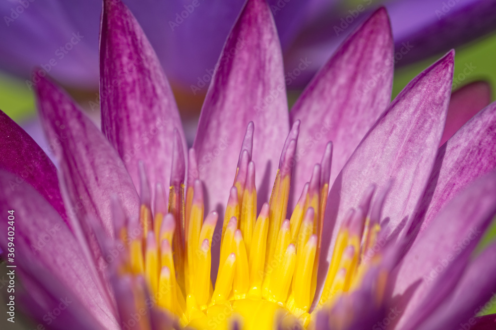 Fototapeta premium purple water lily